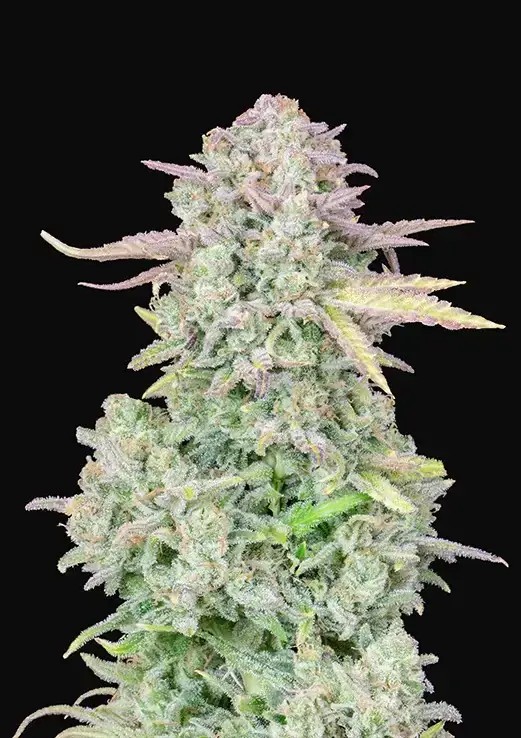 Trainwreck Auto Autoflower by Fast Buds