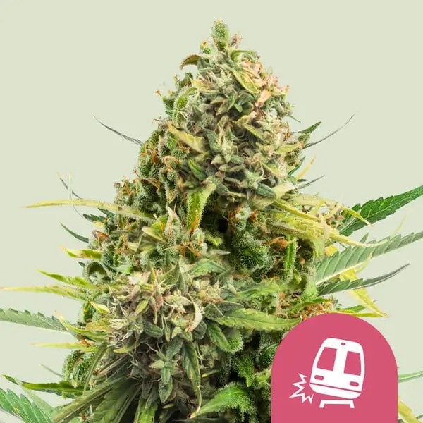 Trainwreck Feminized by Royal Queen Seeds