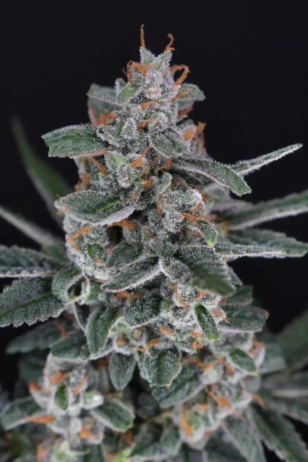 Tri-Whip Kush Auto Autoflower by Pure Instinto