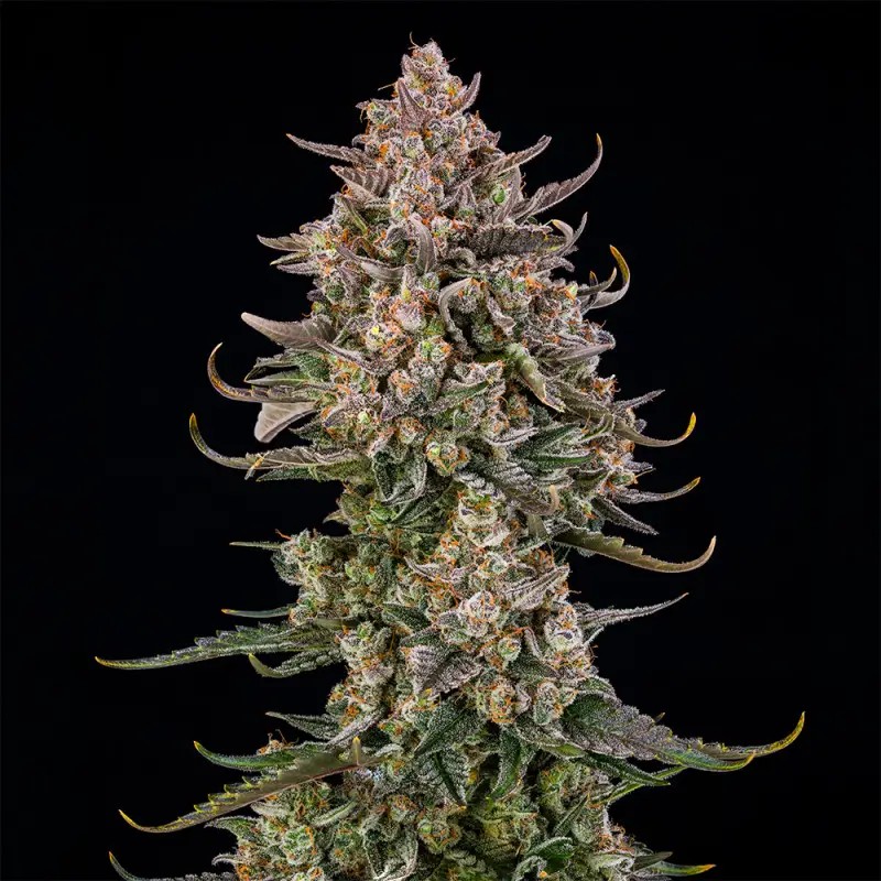 Triangle Kush Auto Autoflower by Silent Seeds