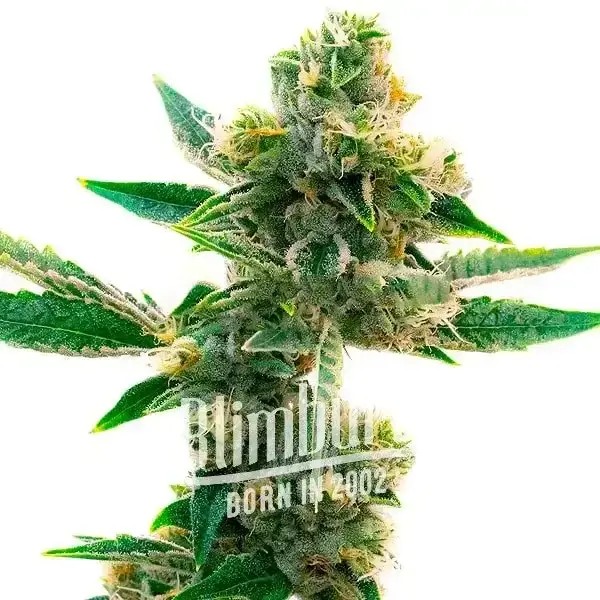 Triangle Kush Feminized by Blimburn Seeds