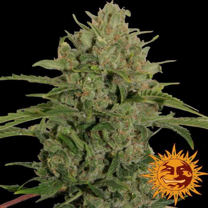 Triple Cheese Feminized by Barneys Farm