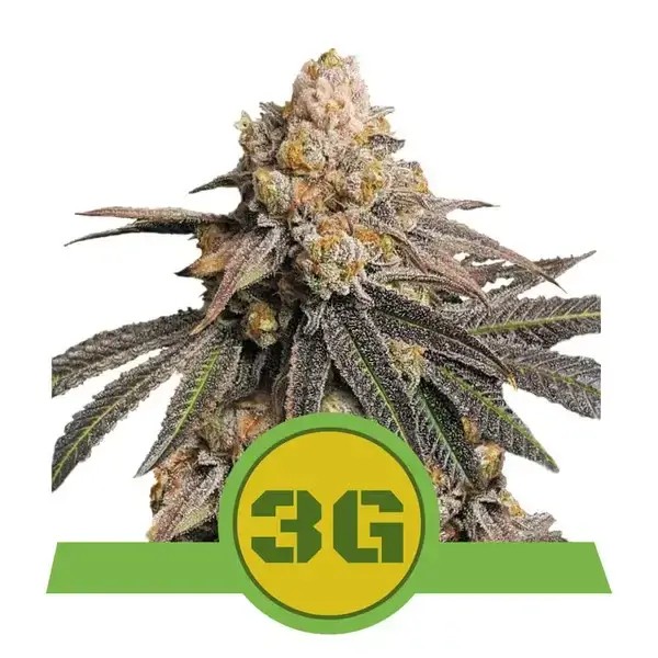 Triple G Automatic Autoflower by Royal Queen Seeds