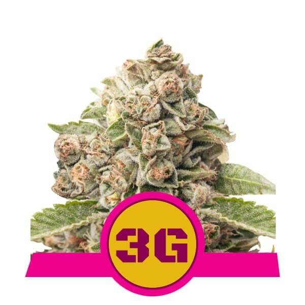 Triple G Feminized by Royal Queen Seeds