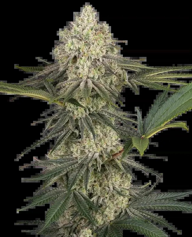 Triple Mints XXL Feminized by Sensi Seeds