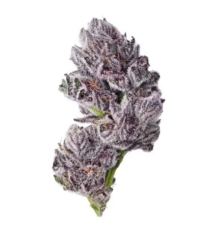 Triploid F1 Iced Sangria Feminized by Growers Choice