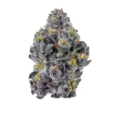 Triploid F1 Sticky Wasabi Feminized by Growers Choice