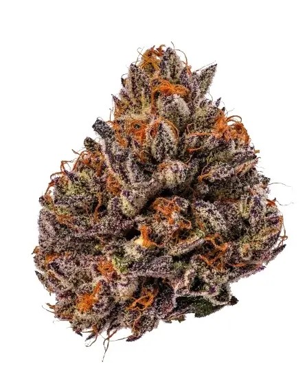 Triploid F1 Tropicana Cherry Feminized by Growers Choice