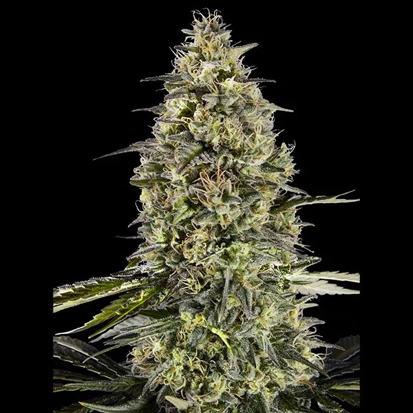 Triploid Runtz Feminized by Advanced Seeds