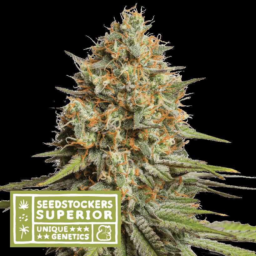 Triton Biscotto Lime Auto Autoflower by Seedstockers