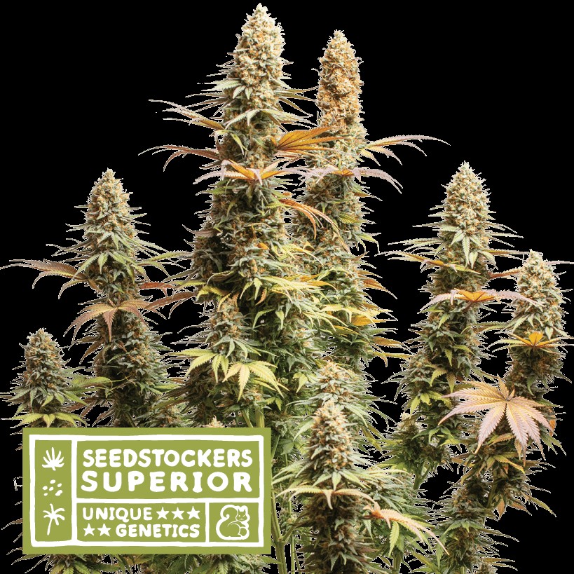 Triton Biscotto Lime Feminized by Seedstockers
