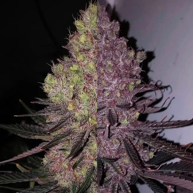 Trop Cherry Duet Feminized by Ethos Genetics
