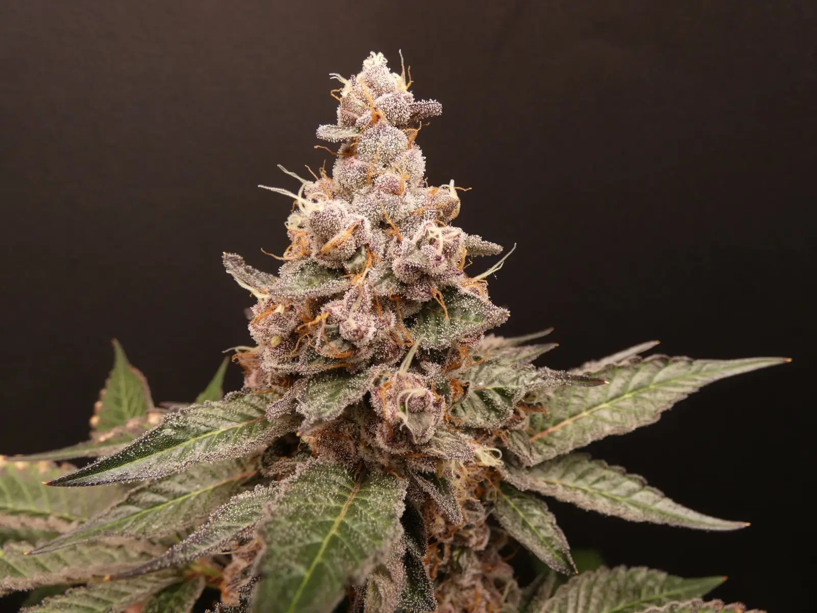 Trop Cherry Hash Feminized by Bask Triangle Farms
