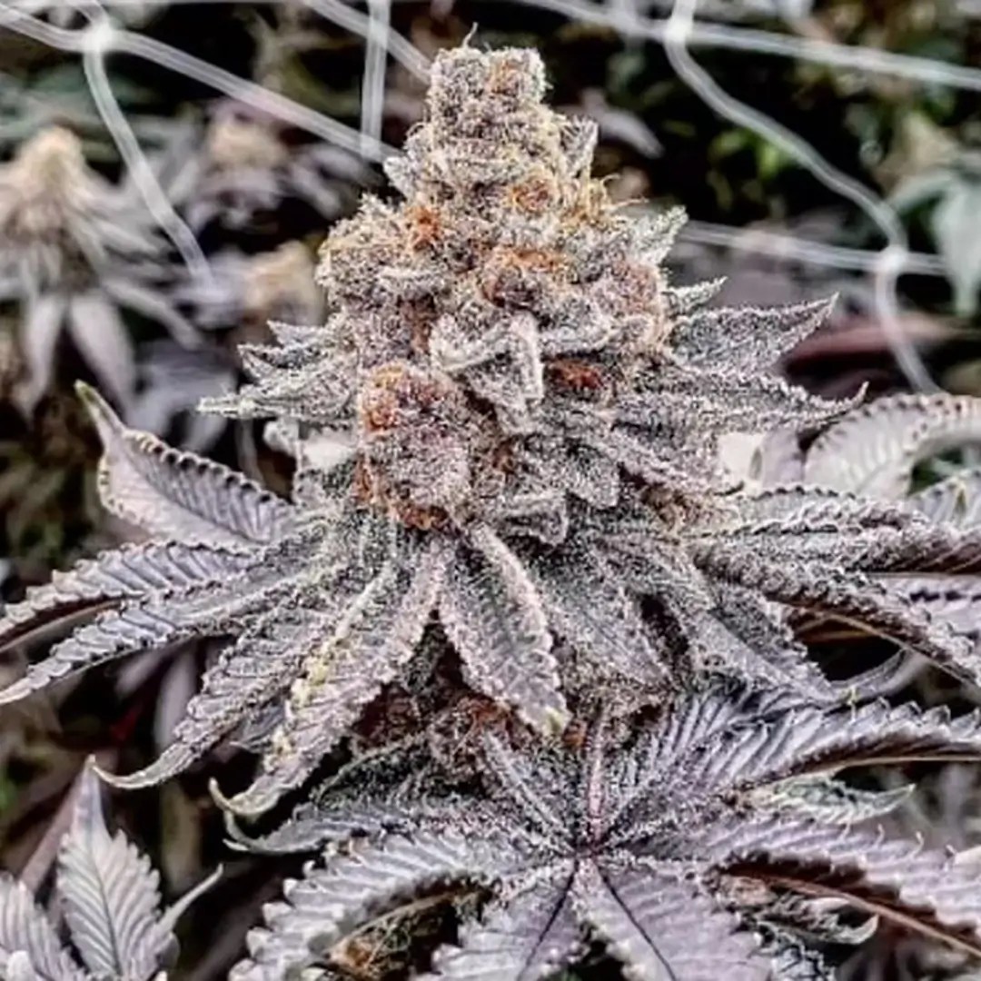 Trop Cherry Pie Regular by Relentless Genetics