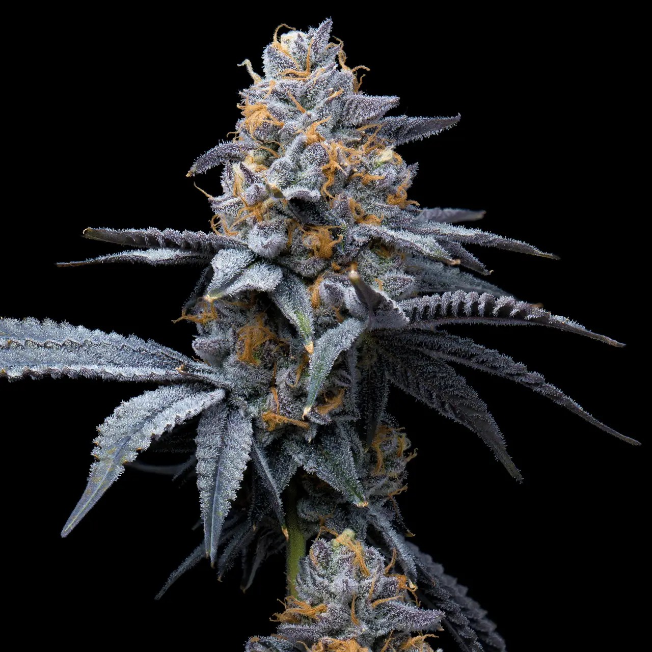 Trop Cookies x Hollywood Feminized by Cookies Seed Bank