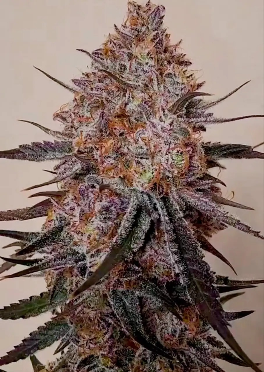 Trop Strawberry Feminized by Relentless Genetics