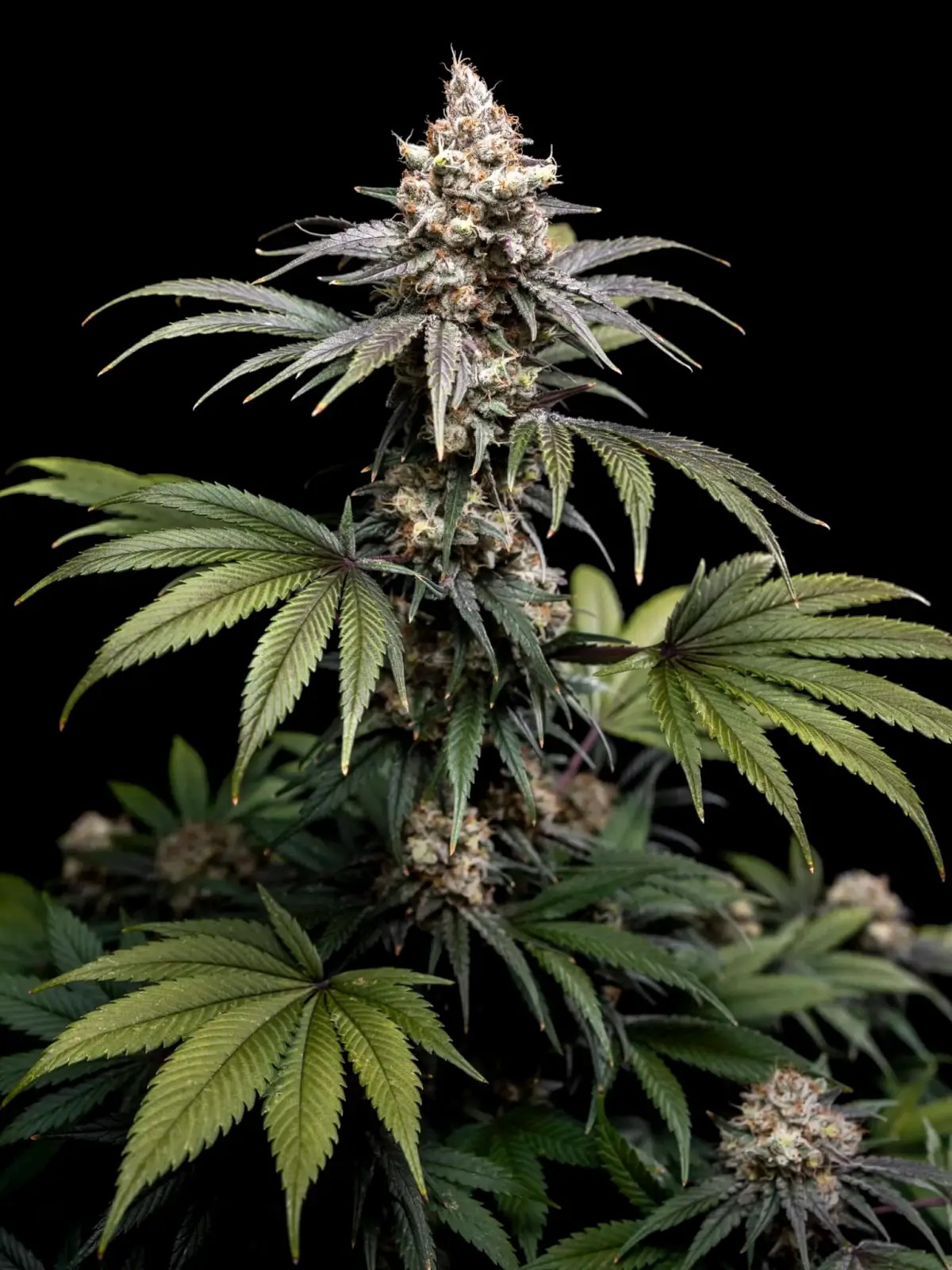 Tropic Gem Feminized by World Breeders