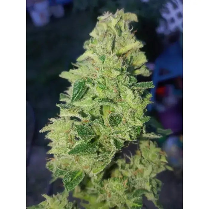 Tropical Cookies Double XL Auto Autoflower by Growers Choice