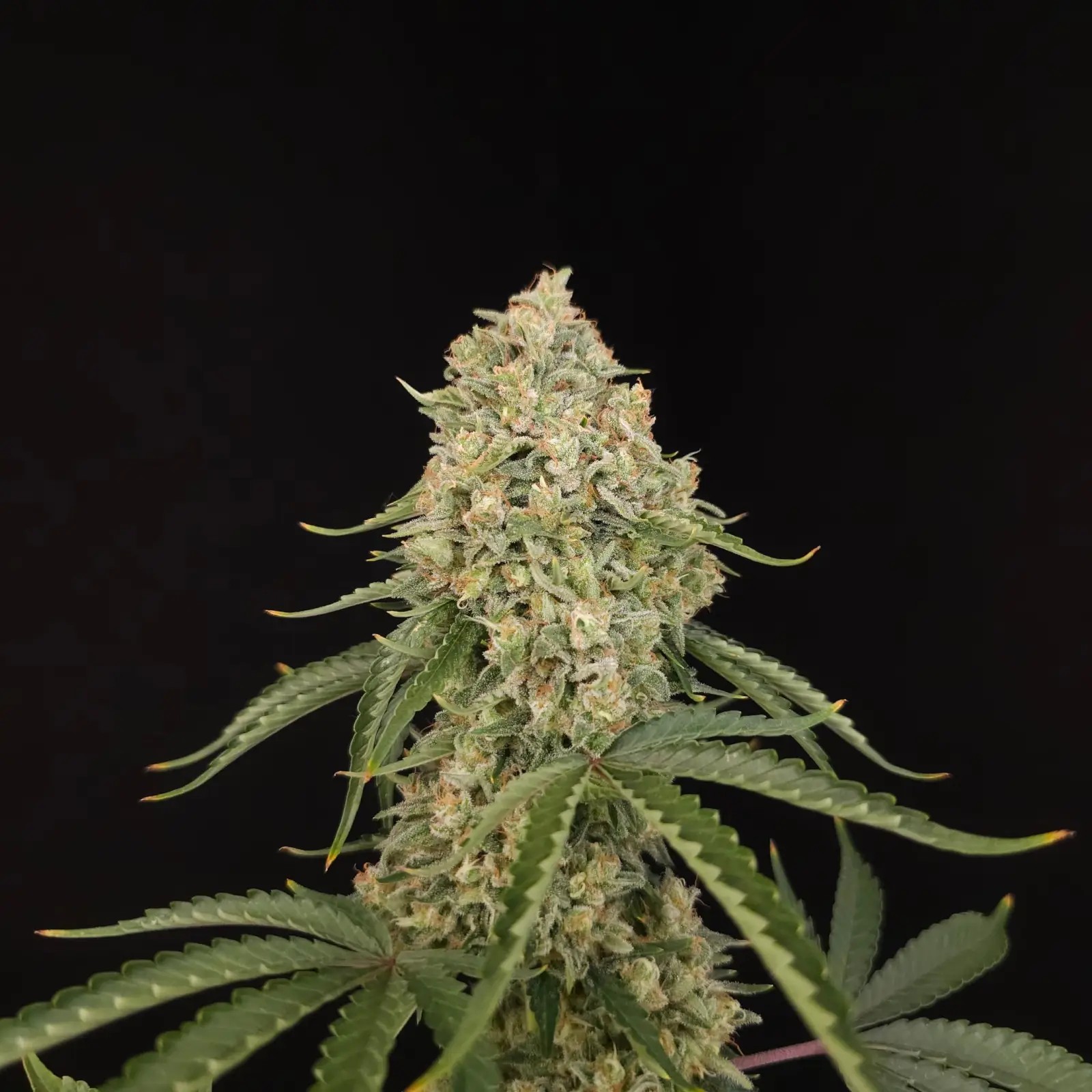 Tropical Fruit Cake Feminized by Paradise Seeds