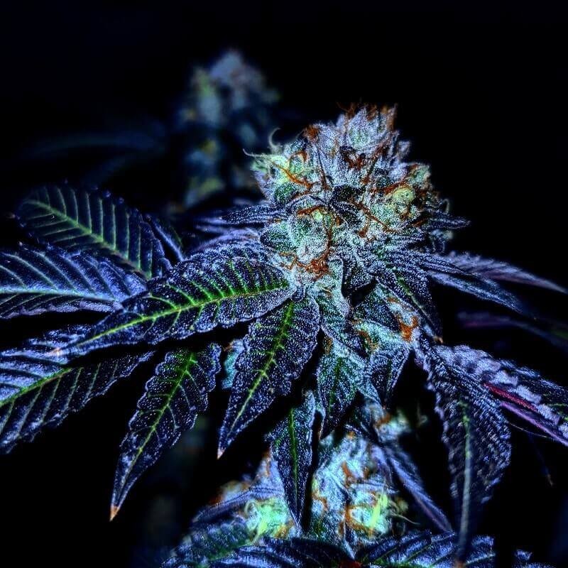 Tropical Gushers Feminized by Paisa Seeds