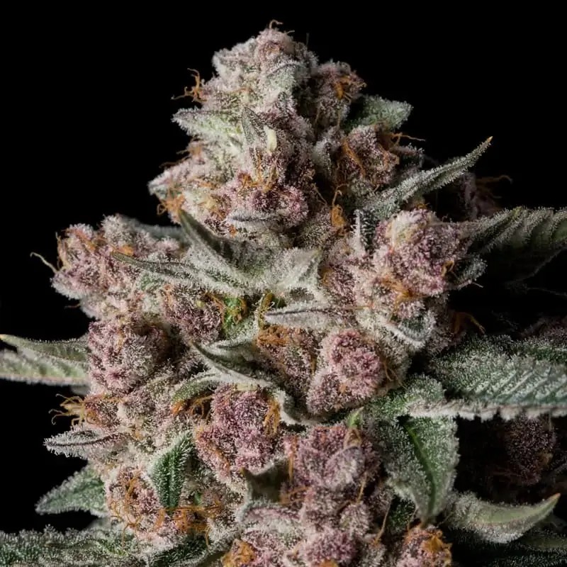 Tropical Jam Feminized by Silent Seeds