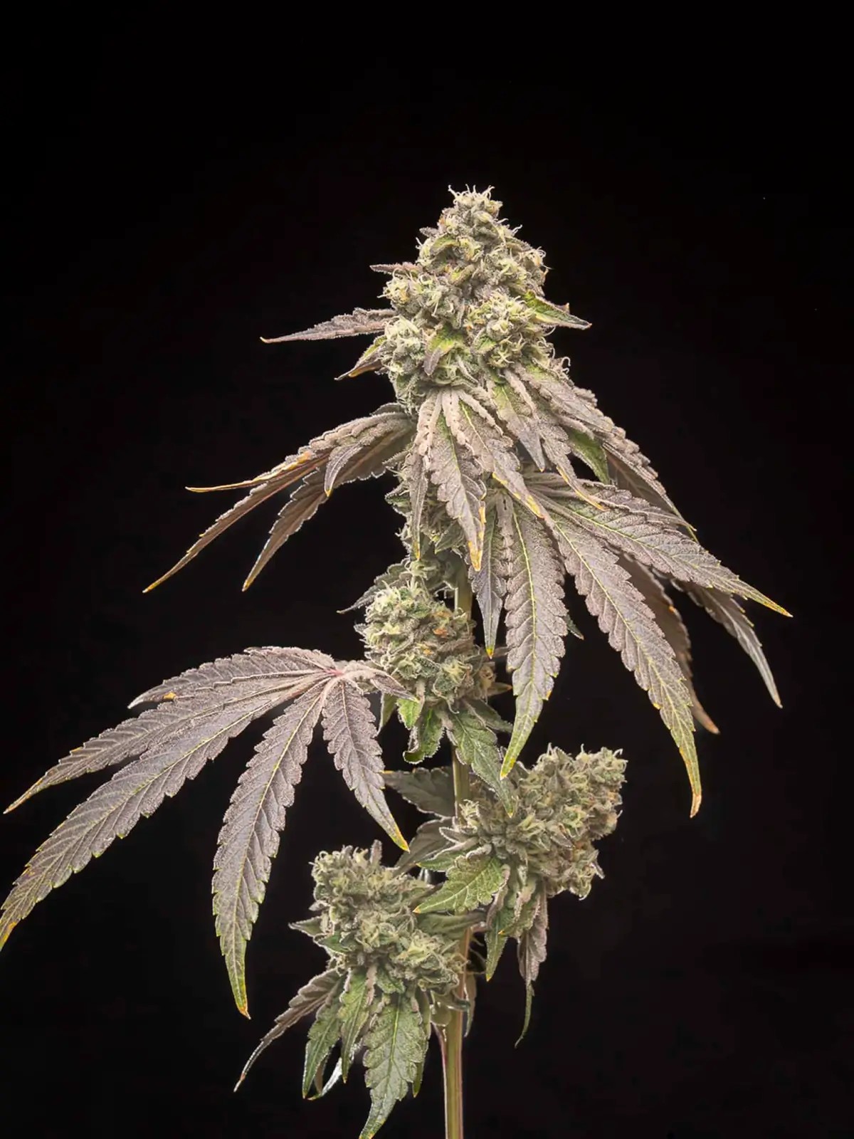 Tropical Kush Fuel Feminized by World Breeders