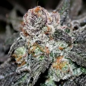 Tropical Mango Regular by cannapot