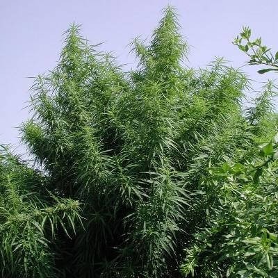 Tropical Mix Feminized by Ace Seeds