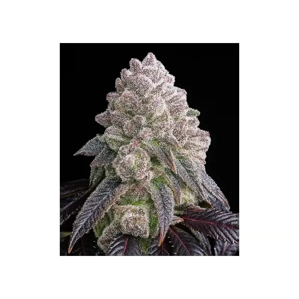 Tropical Sherbberry Triploid Feminized by Triploid Genetics