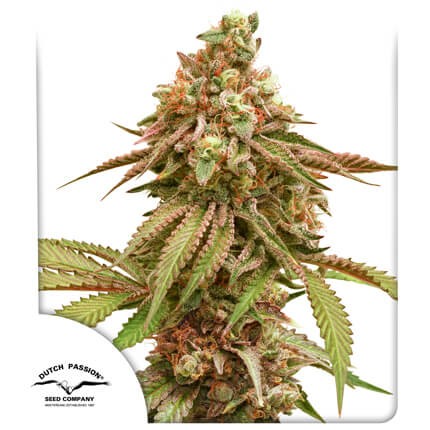 Tropical Tangie Feminized by Dutch Passion