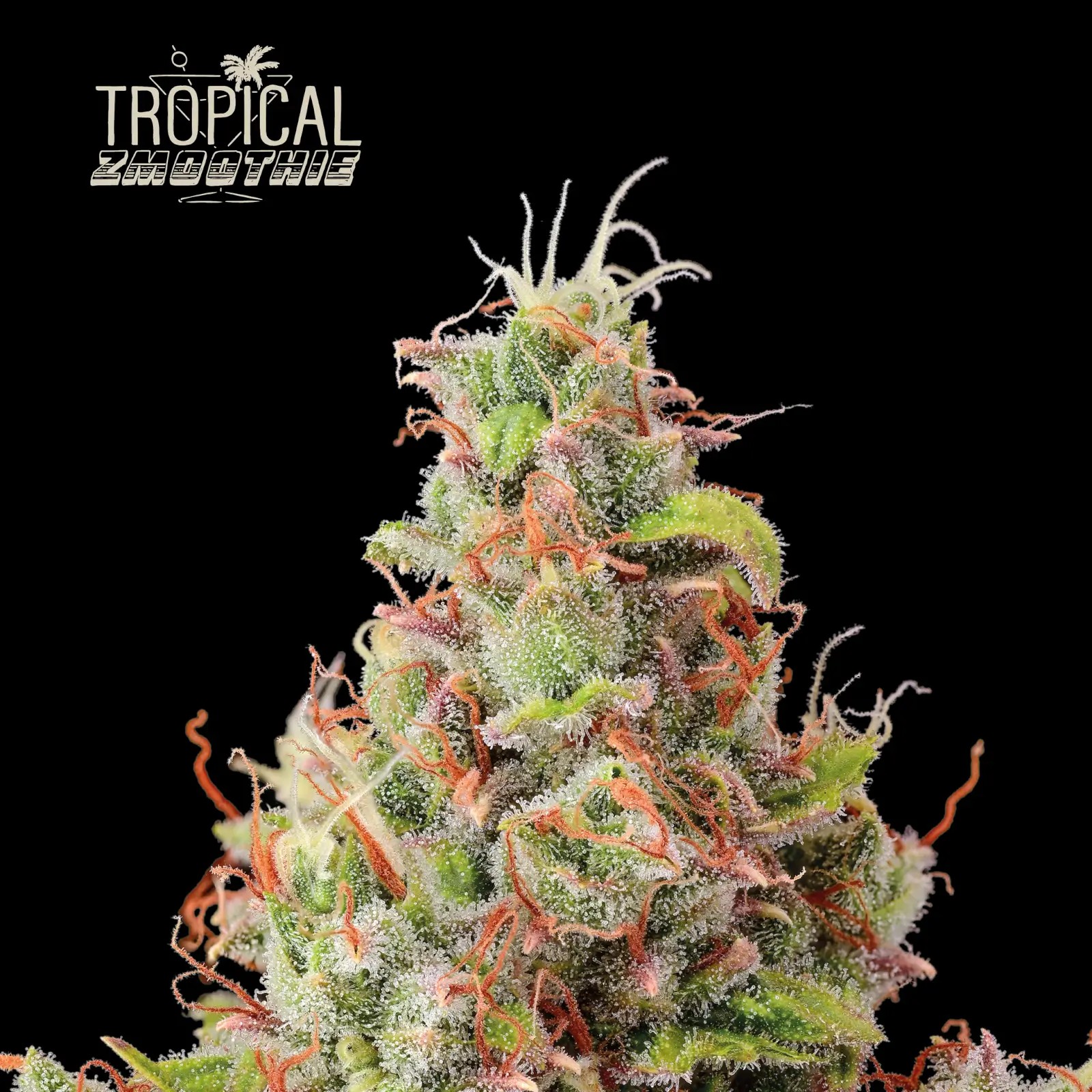 Tropical Zmoothie Auto Autoflower by Seedstockers