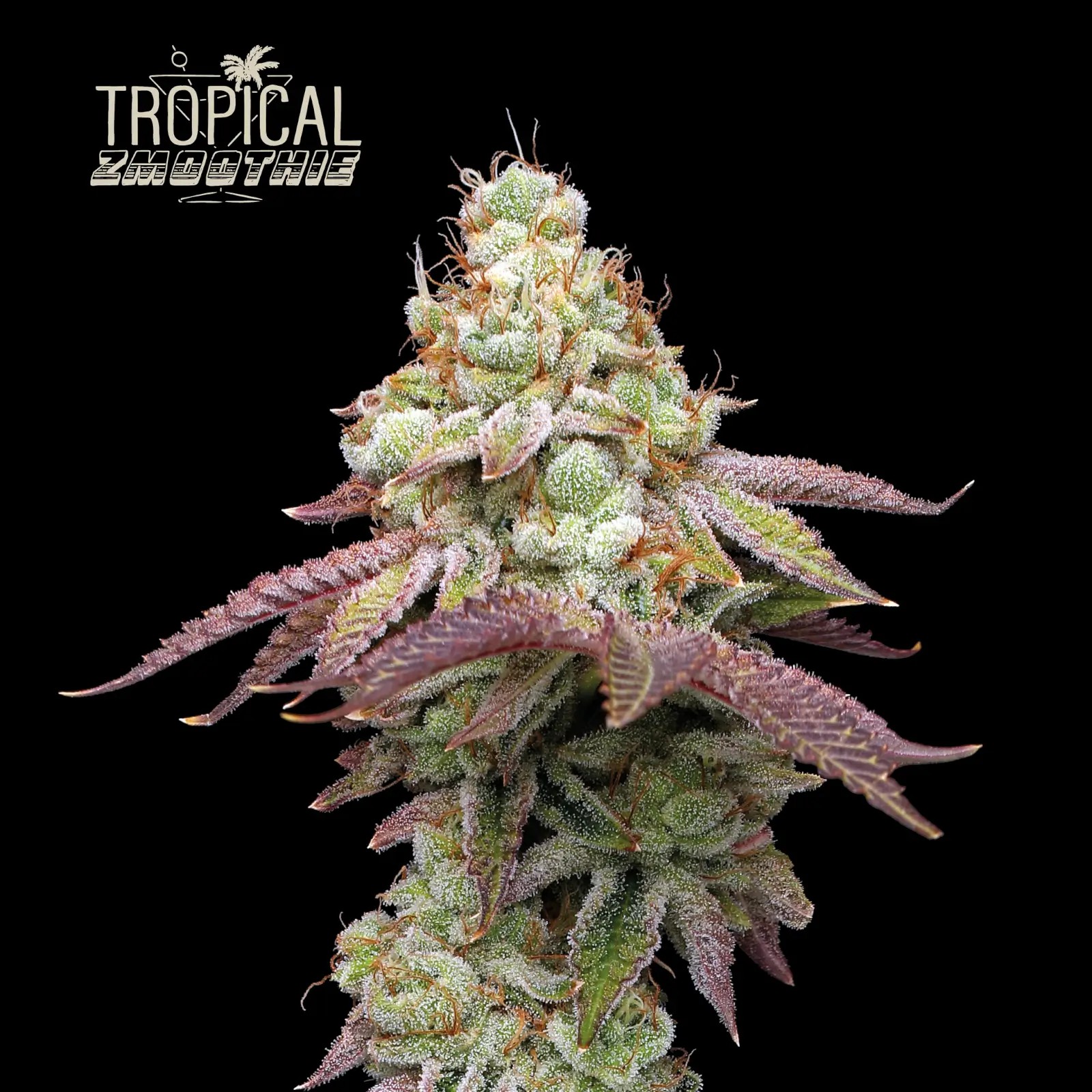 Tropical Zmoothie Feminized by Seedstockers
