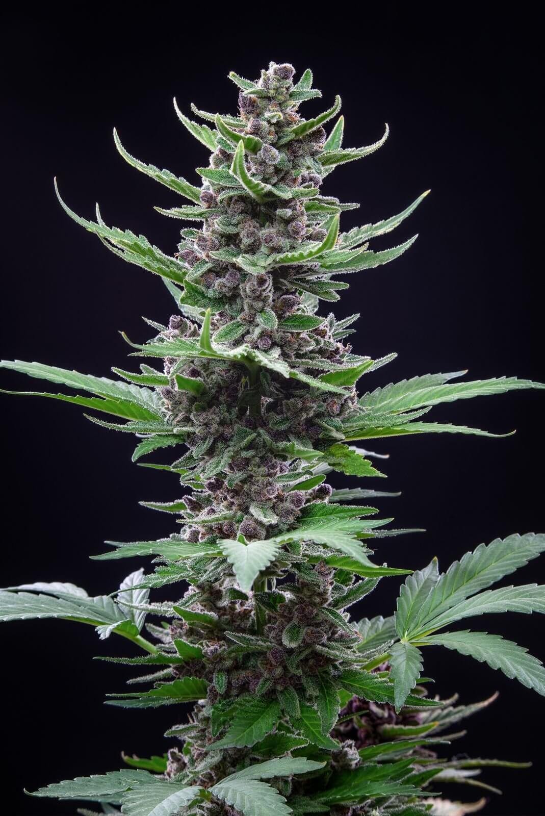 Tropicana Cookies Auto Autoflower by Fast Buds
