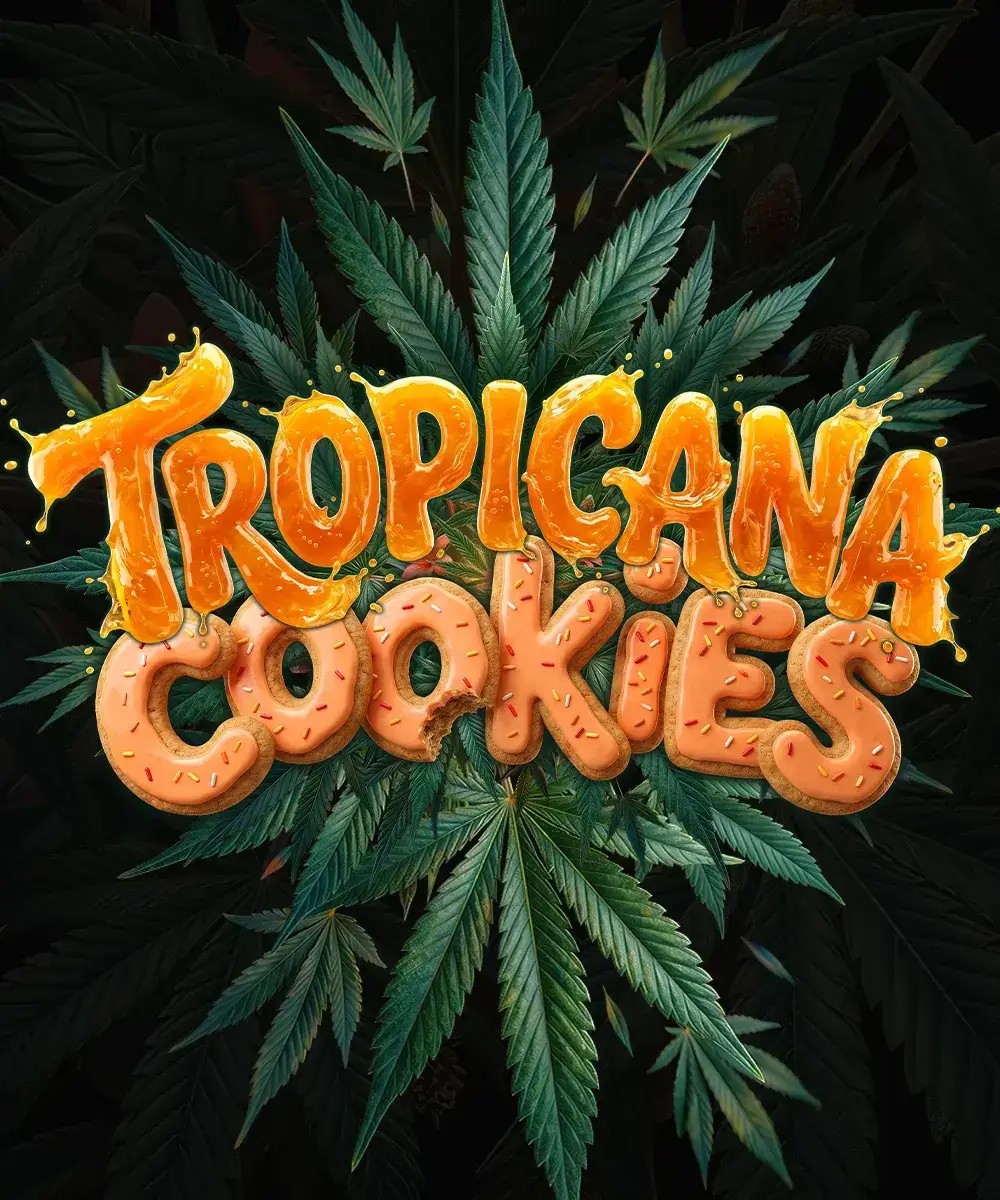 Tropicana Cookies Auto F1 Autoflower by Barneys Farm