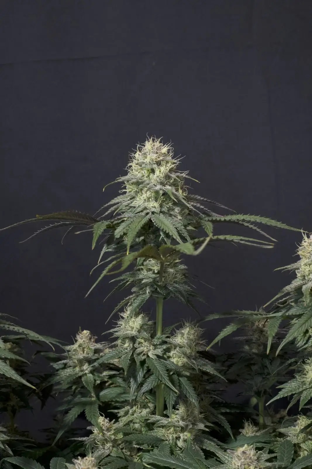 Tropicana Cookies FF Feminized by Fast Buds