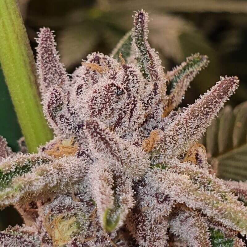 Tropicana Cookies Feminized by Paisa Seeds