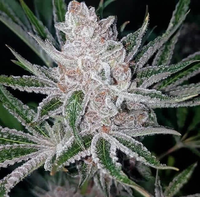Tropicana Cookies x Purple Punch Feminized by Tramuntana Seeds