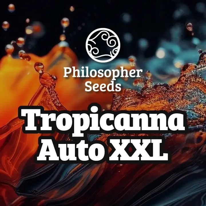Tropicanna Auto XXL Autoflower by Philosopher Seeds