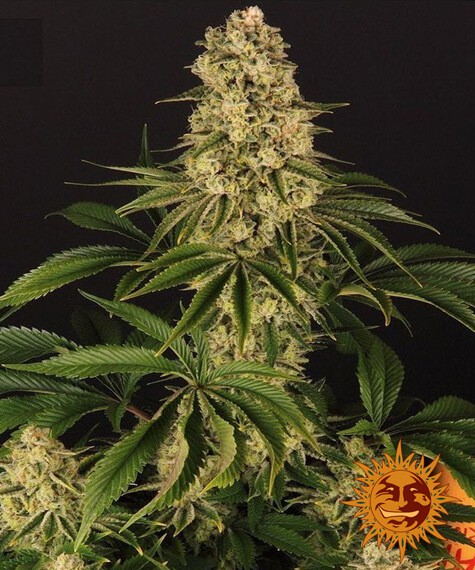Tropicanna Banana Feminized by Barneys Farm