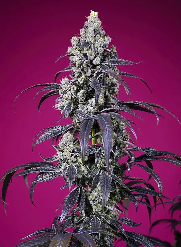 Tropicanna Cherry XL Auto Autoflower by Sweet Seeds