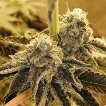 Tropicanna Glue Feminized by Black Farm Genetix