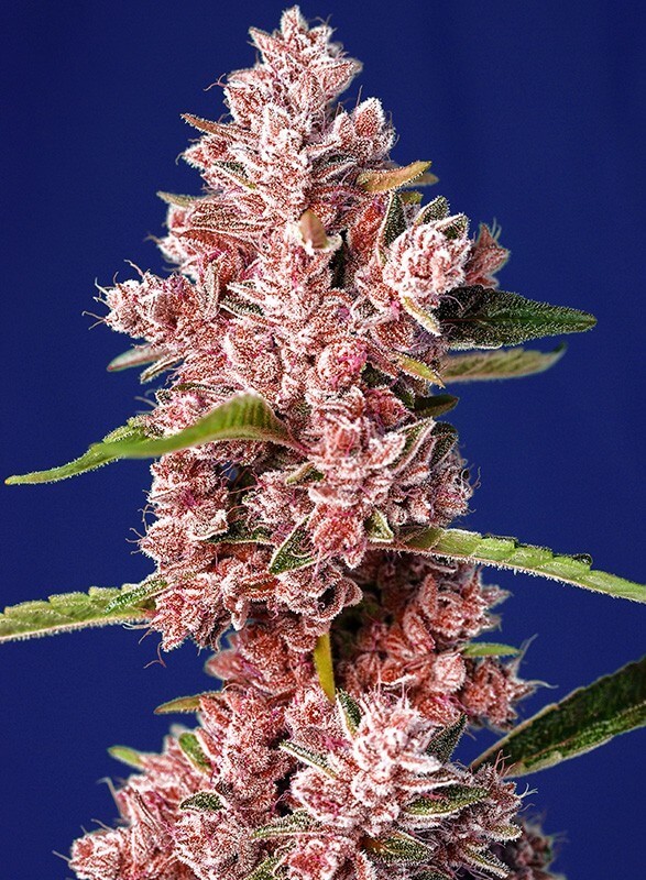 Tropicanna Poison F1 Fast Version Feminized by Sweet Seeds