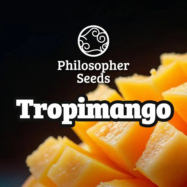Tropimango Feminized by Philosopher Seeds