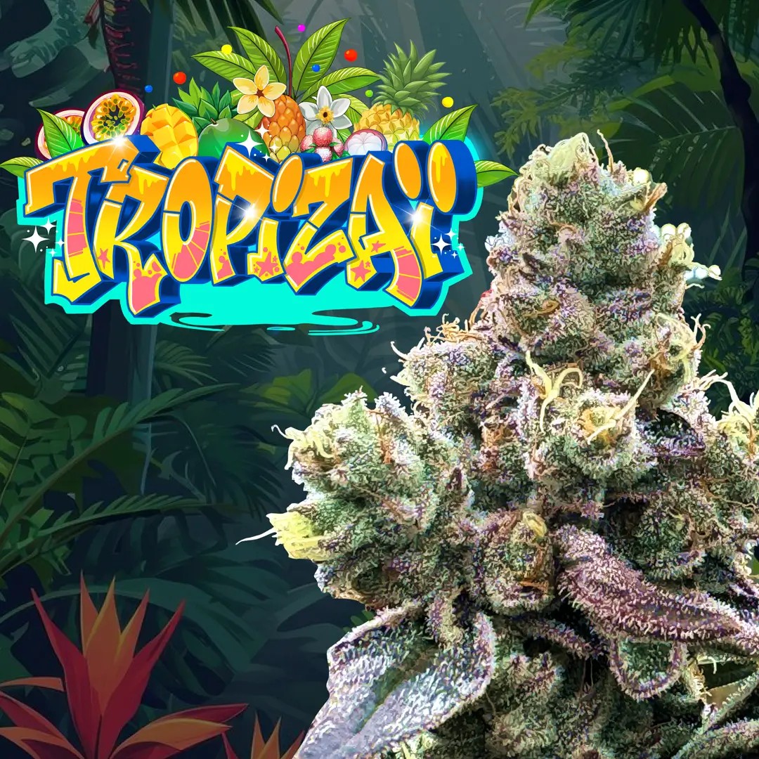 Tropizaï Regular by Perfect Tree
