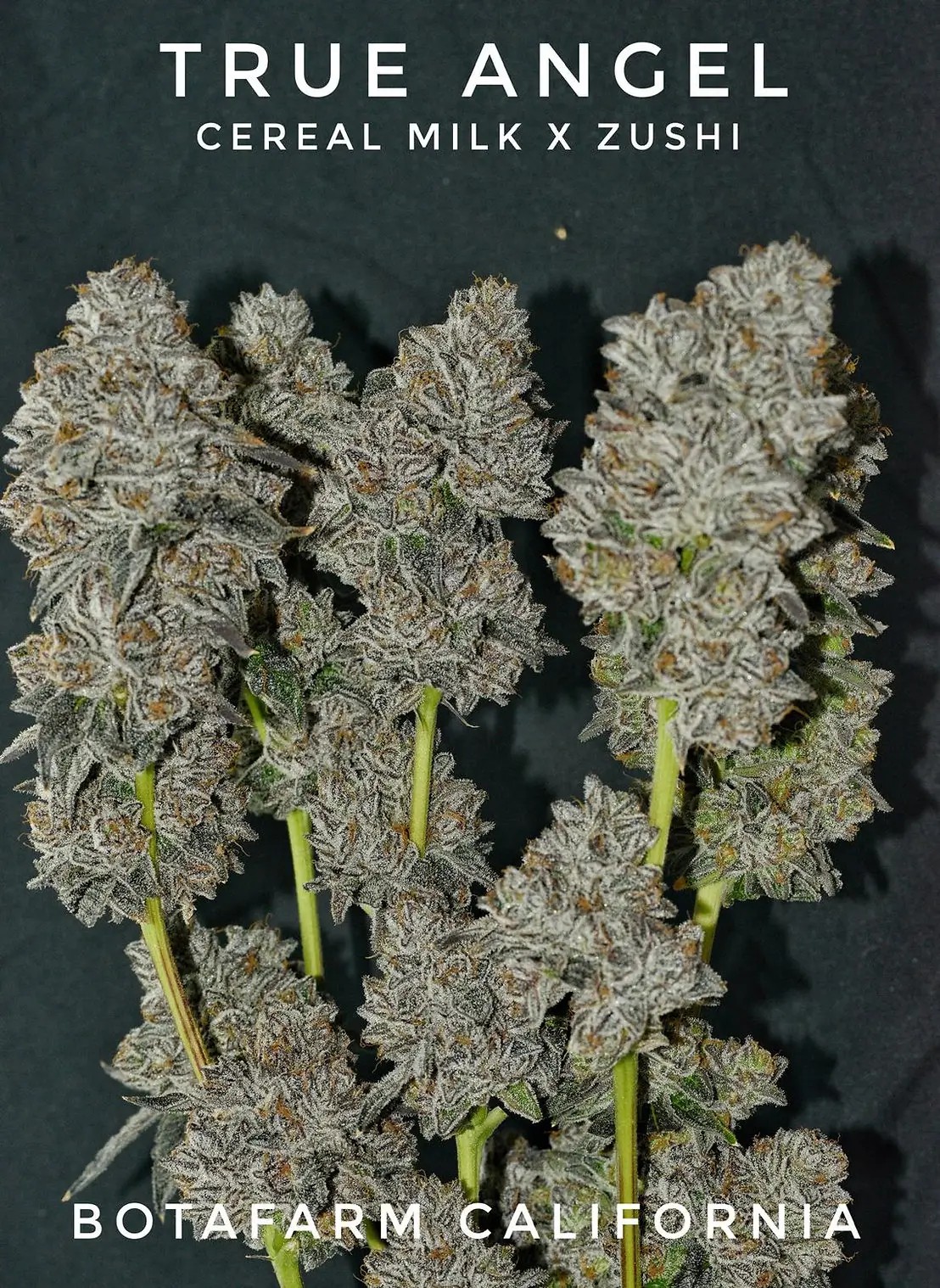True Angel Feminized by Botafarm Genetics
