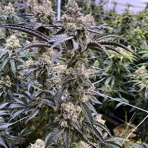 Truffle Monkey Feminized by Exotic Genetix