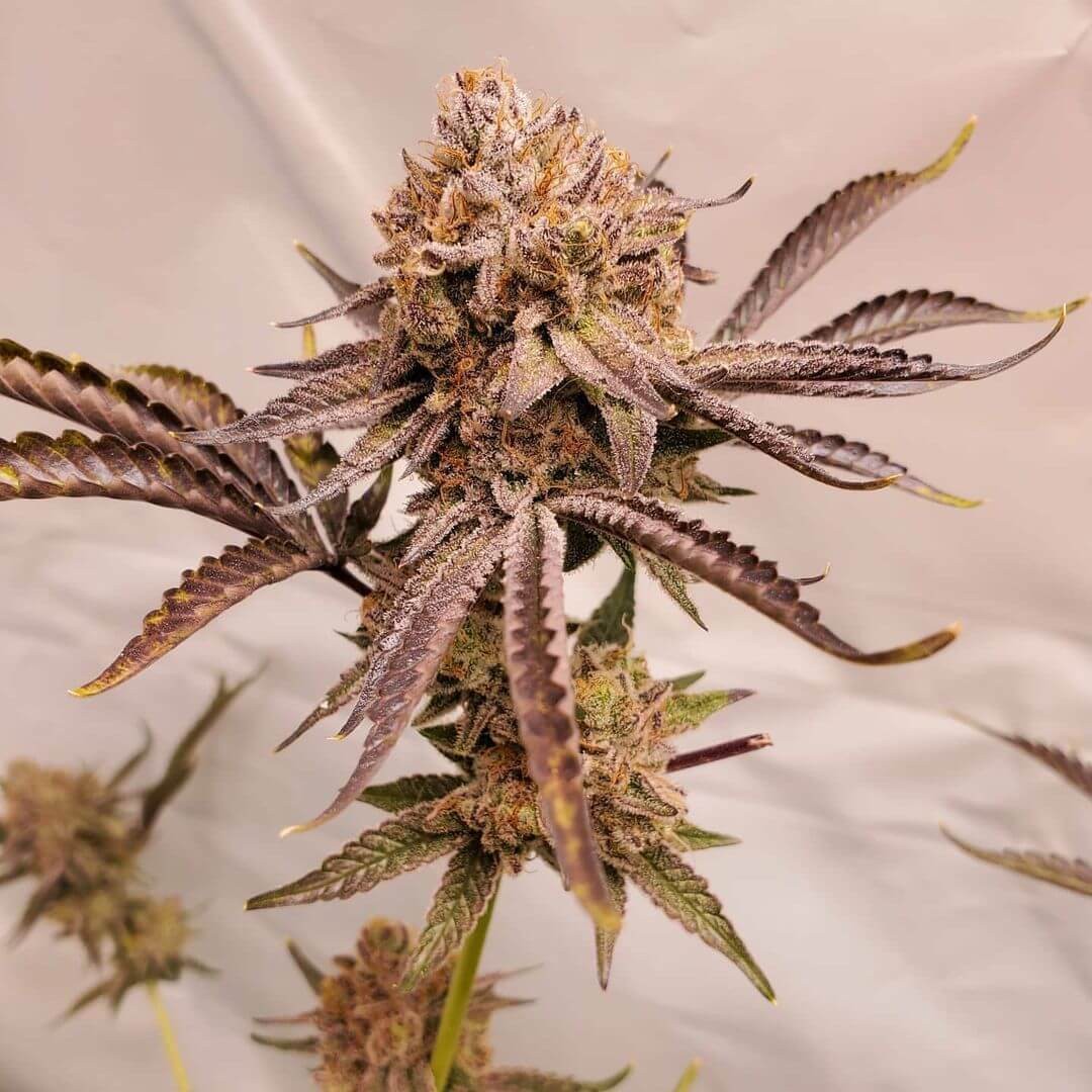 Truffle Monkey Regular by Exotic Genetix