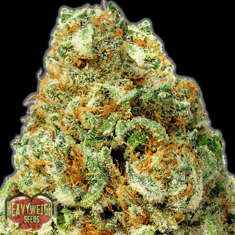 Turbo Bud Auto Autoflower by Heavyweight Seeds