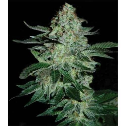 Tutankhamon Feminized by Pyramid Seeds