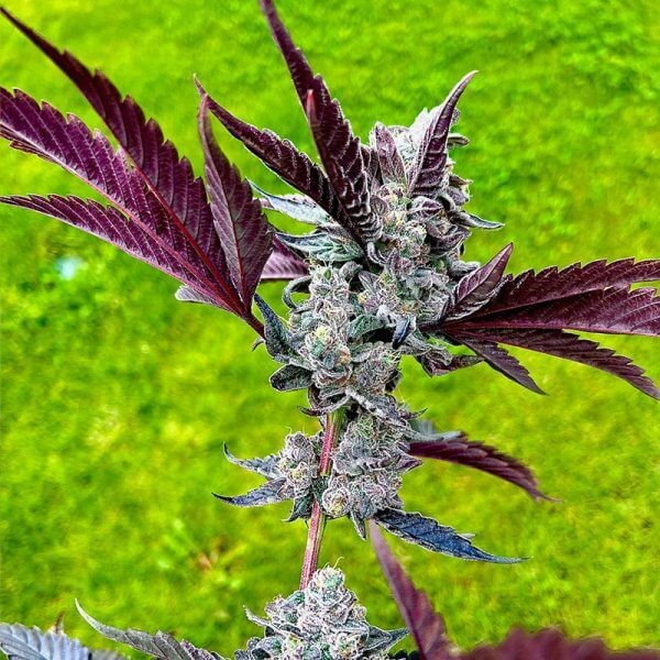 Twizzle Dance Feminized by Exotic Genetix